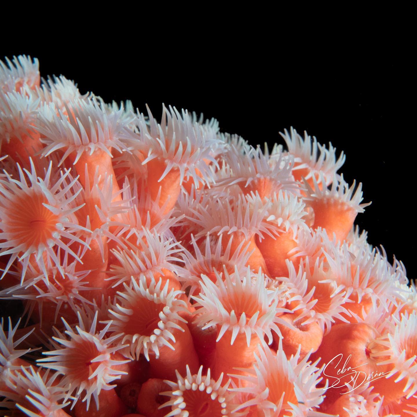 Configuraciones de Cámara para Macro con Fondo Negro Bajo el Agua