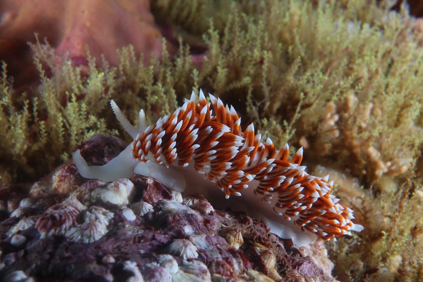 Nudibranquios espalda de fuego