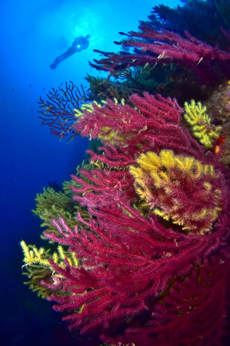 Crédito: Pablo Guerrero y Alfredo Castro